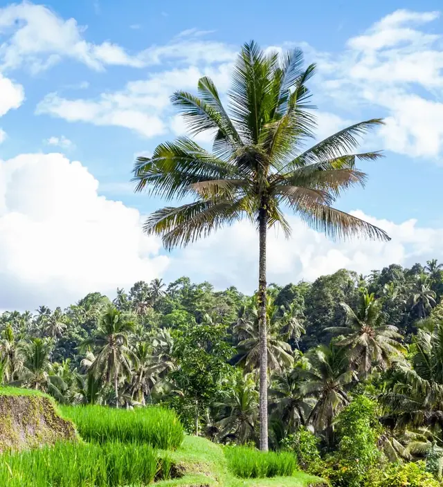 Sunlit rice terraces and a palm tree in Bali